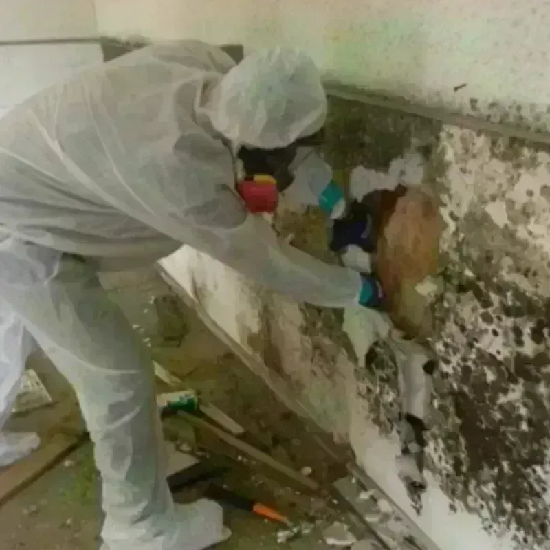 Mold Remediation and Removal in Louisa, KY